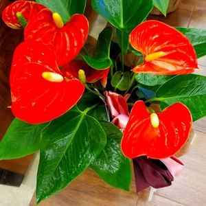 Enjoy relax female toy